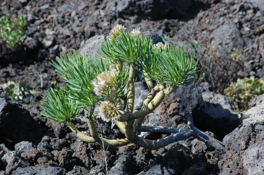 Planta y lava - La Palma - islas Canarias - España 1